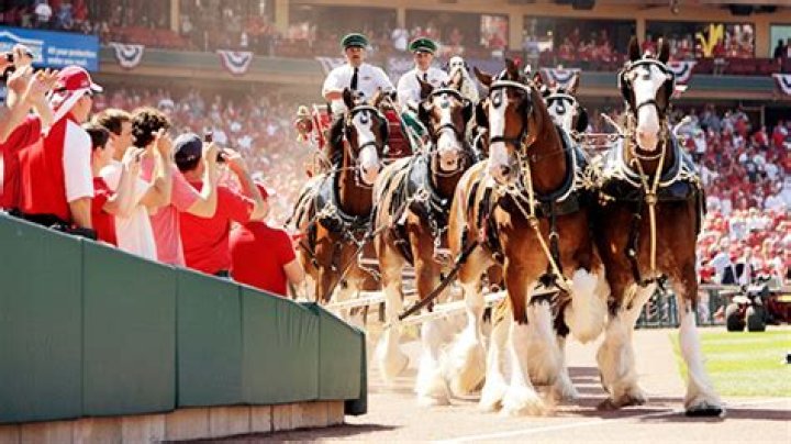 Budweiser Debuts 4 Baby Clydesdales Ahead of The Super Bowl: Photo – Hollywood Life