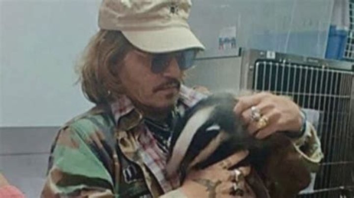 Johnny Depp Snuggles Orphaned Badger At Wildlife Rescue 1 Day After Trial Verdict