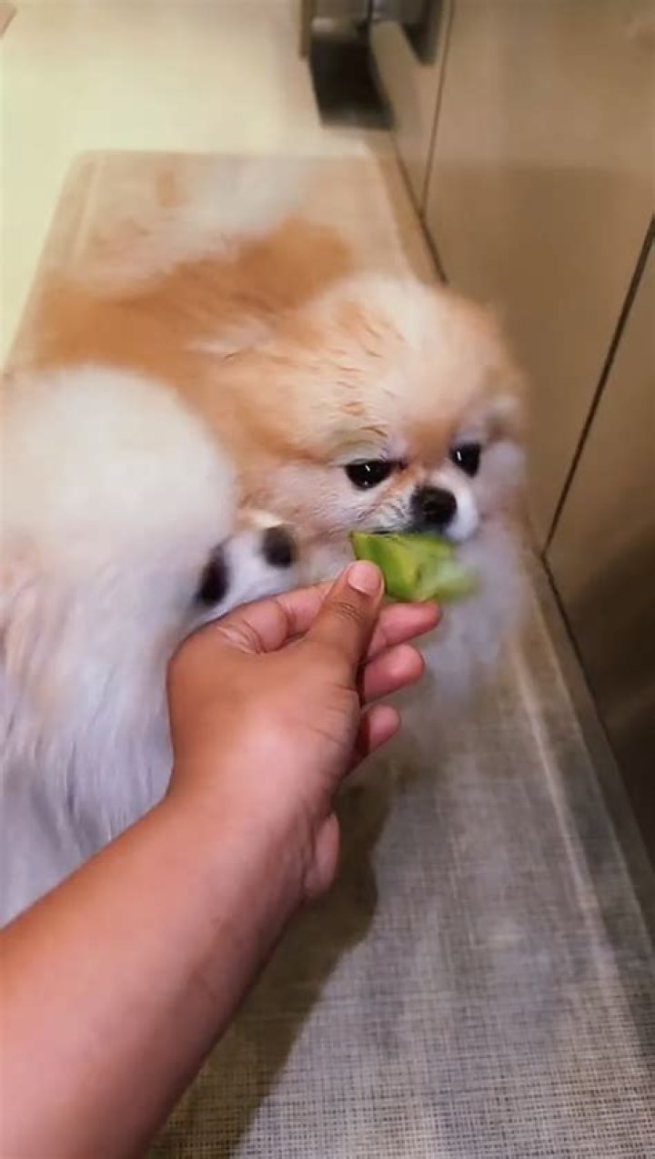 North West, 9, Feeds Pomeranians Tasty Human Food In New TikTok Video: Watch