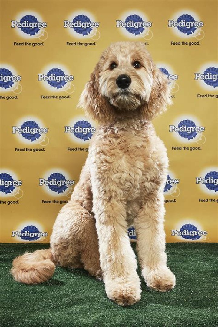 Puppy Bowl 2018: See All The Cute Dogs — Pics