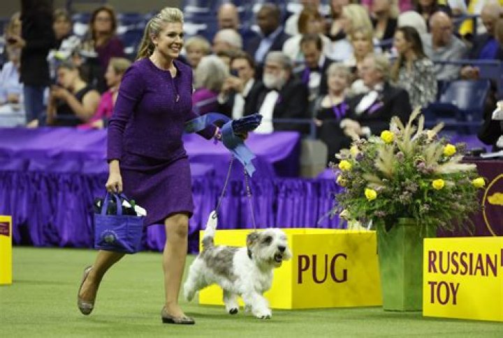 Westminster Dog Show 2015 — Pics Of The Pups