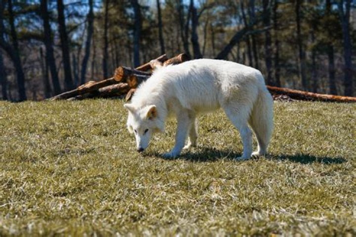 Selena Gomez & Marshmello’s ‘Wolves’ Video — Photos